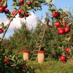 apples, orchard, apple trees-1873078.jpg